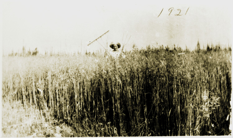 Reproduction d’une photographie de champs de grain de la ferme de Joseph C&ocirc;t&eacute;, Norembega (Ontario), 1921.