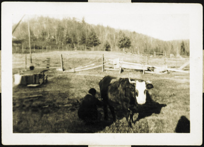 Reproduction d’une photographie de Jos&eacute;phine Kingsbury en train de traire une vache, East Oldfield (Ontario), 1920.