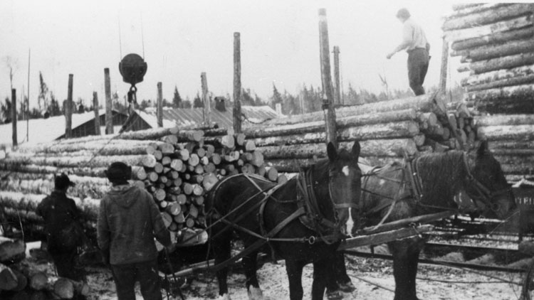 Reproduction d’une photographie de tra&icirc;neaux charg&eacute;s de bois lors d’un d&eacute;chargement au moulin &agrave; scie, Norembega (Ontario), ca 1920.